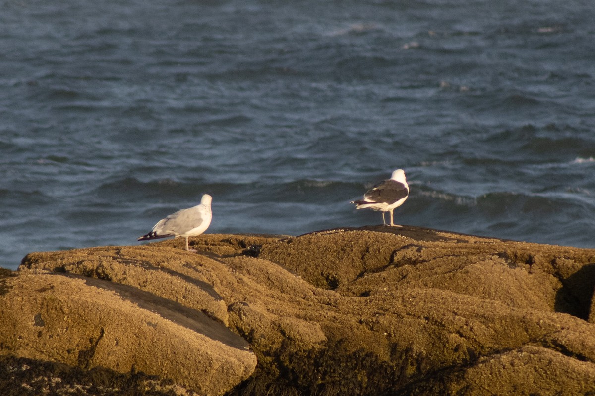 Goéland marin - ML644630408