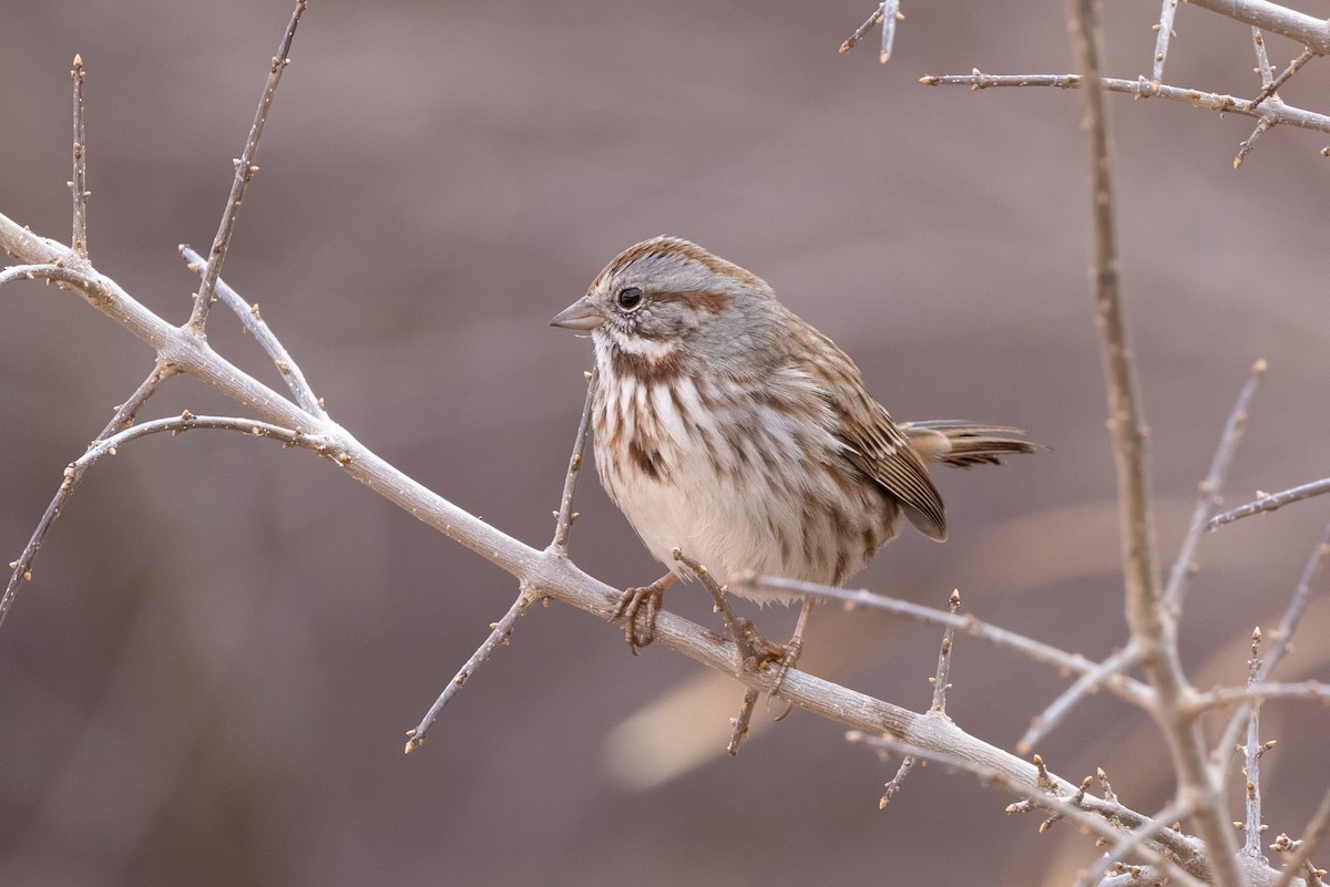 Bruant chanteur - ML644630410