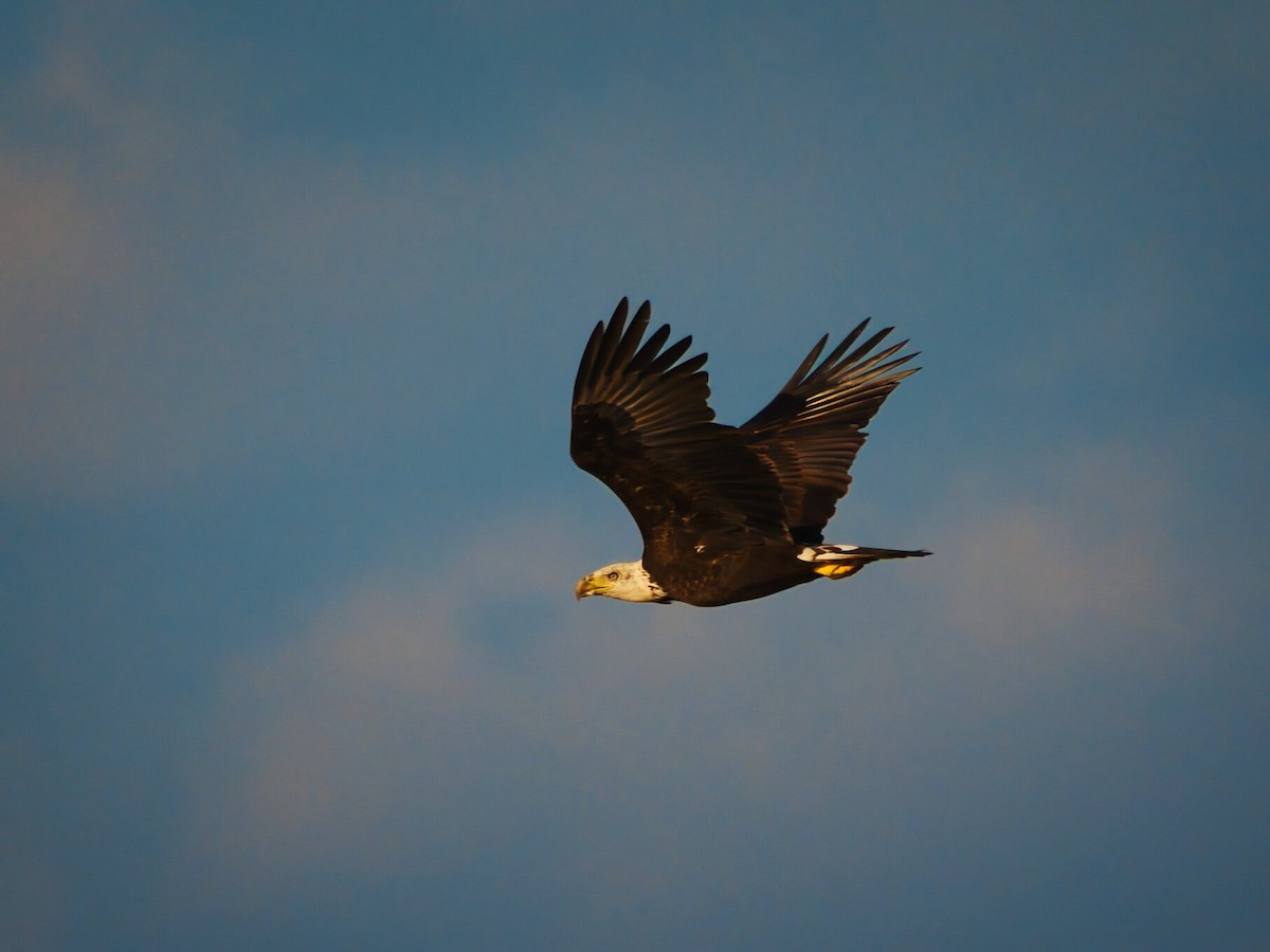 Pygargue à tête blanche - ML644630411