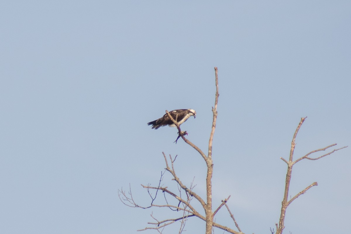 Balbuzard pêcheur - ML644630412