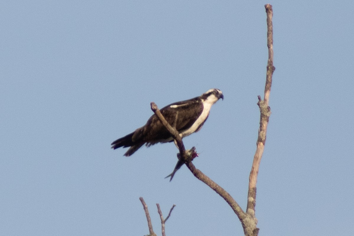 Balbuzard pêcheur - ML644630413