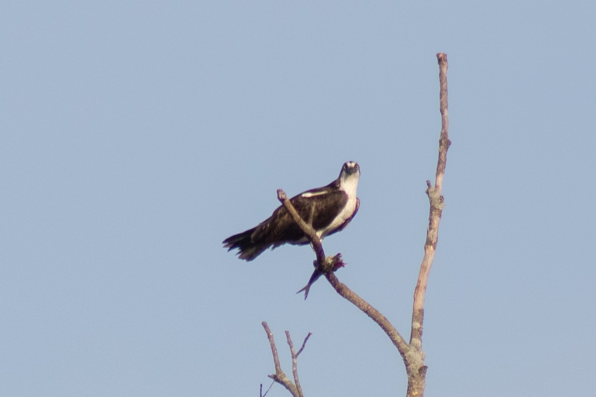 Balbuzard pêcheur - ML644630414