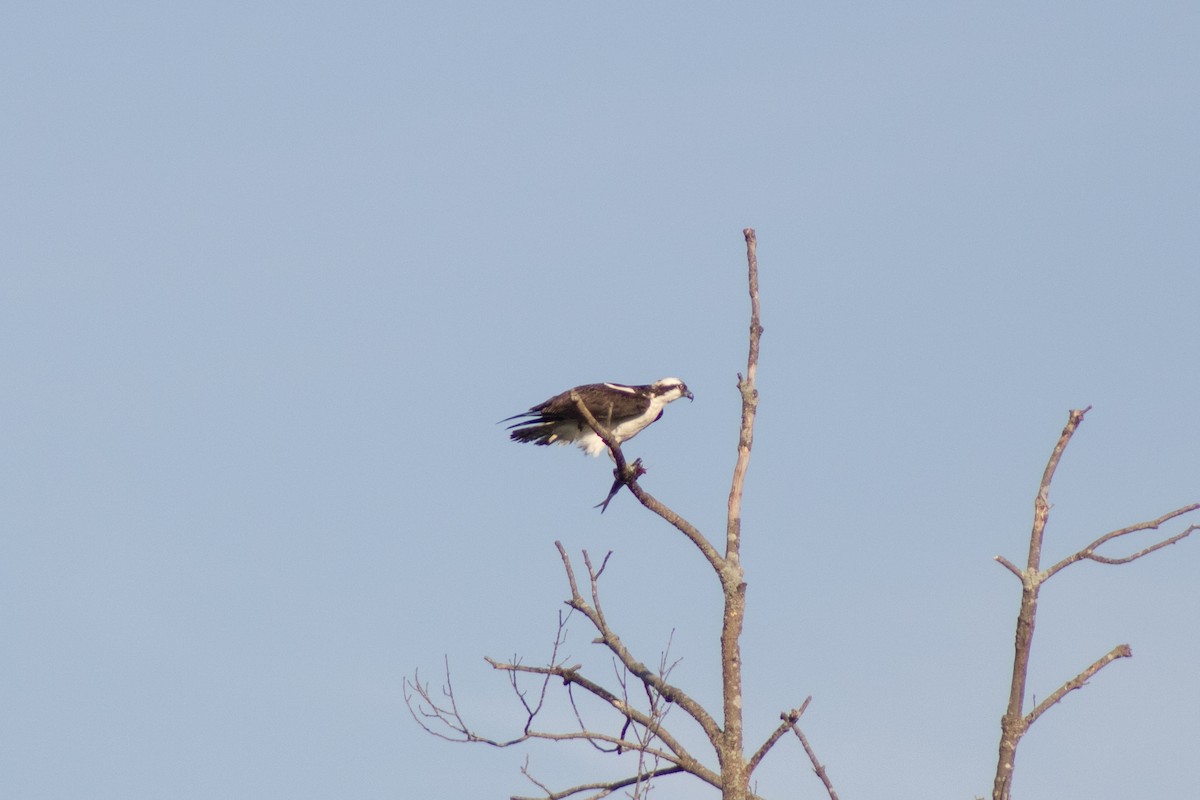 Balbuzard pêcheur - ML644630416
