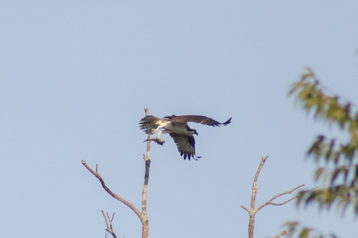 Balbuzard pêcheur - ML644630417