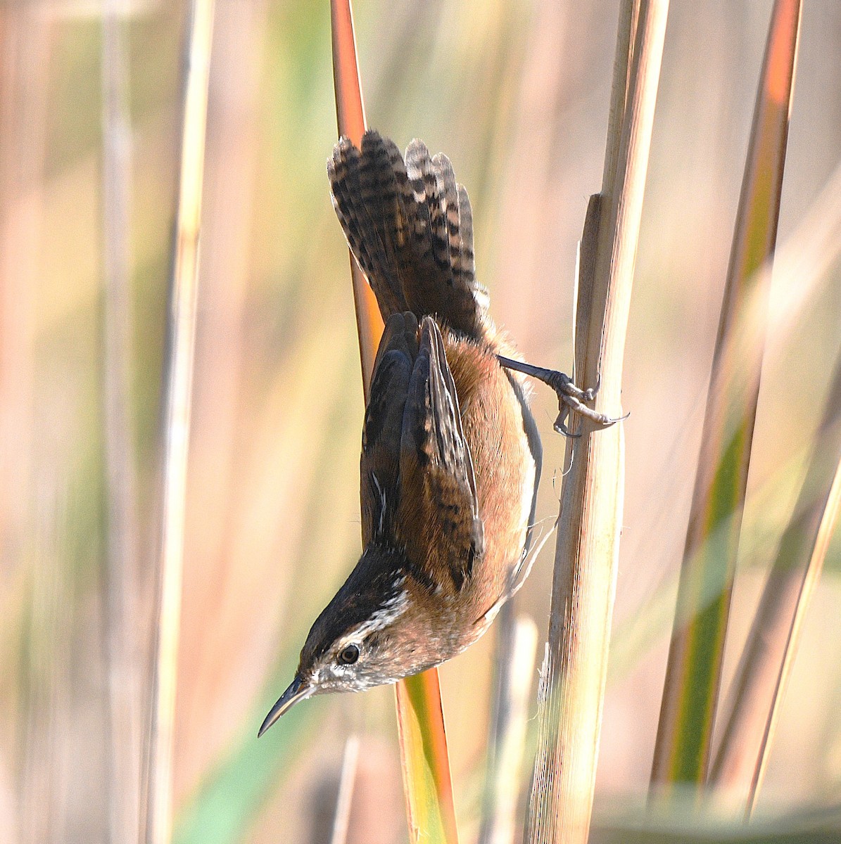 Troglodyte des marais - ML644630418