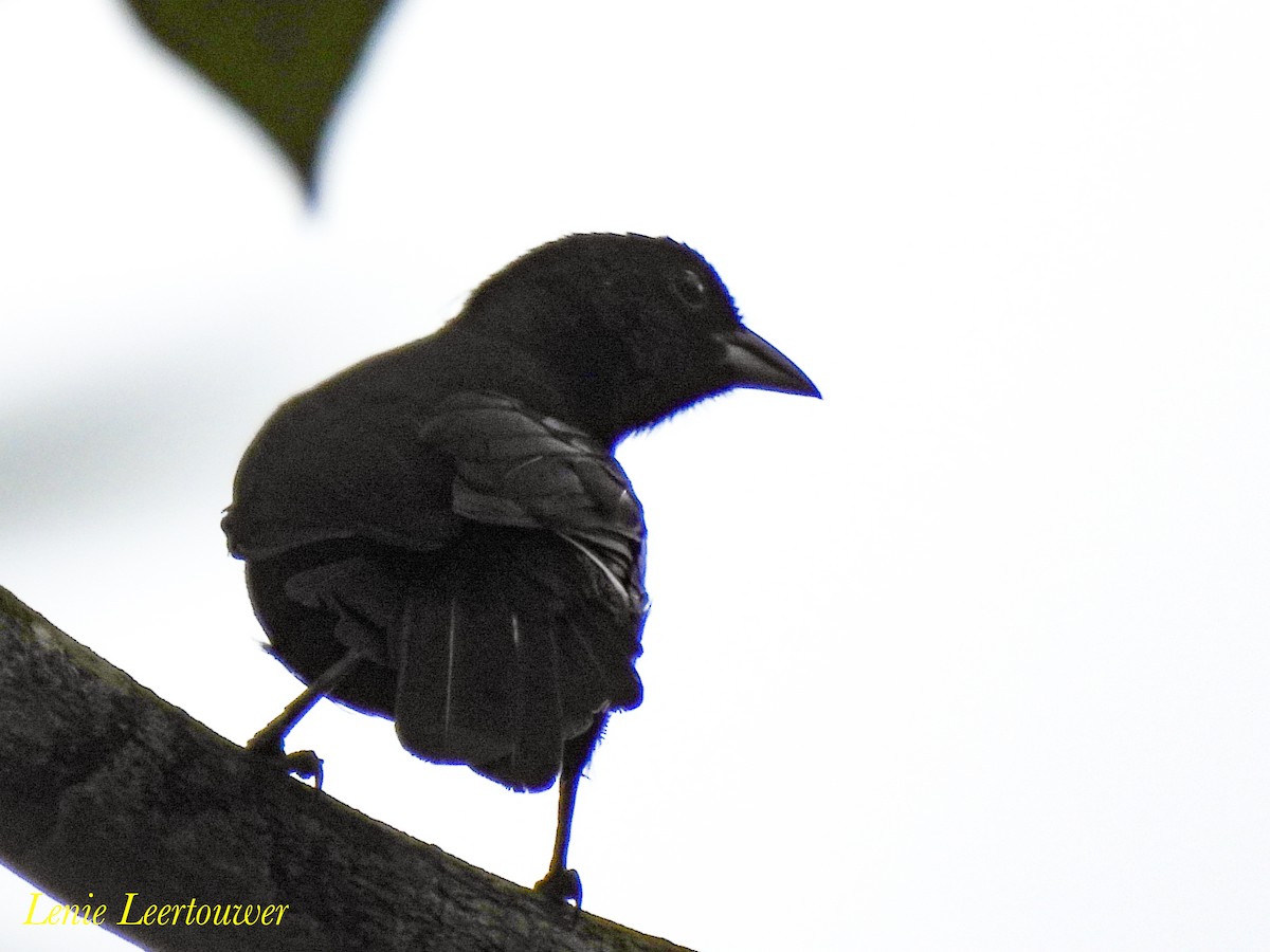 Tangara à galons blancs - ML644630420