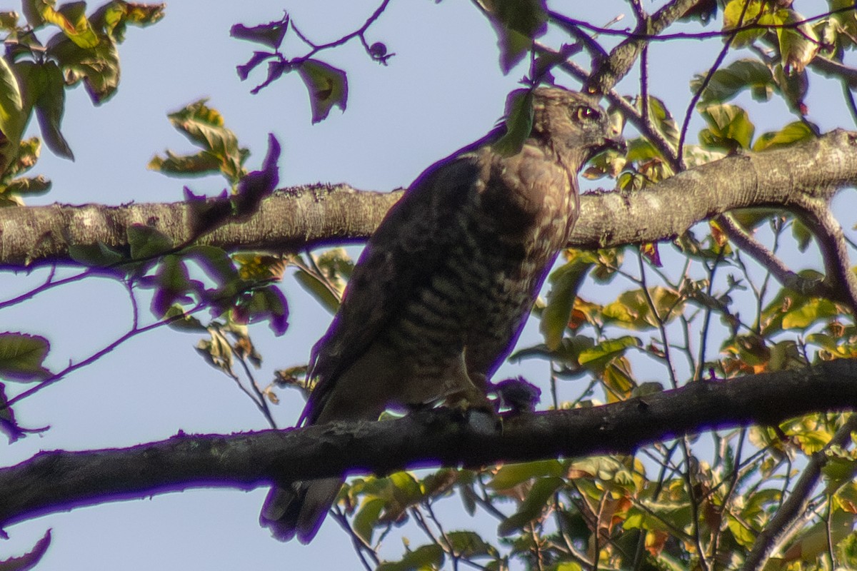 káně širokokřídlá - ML644630422