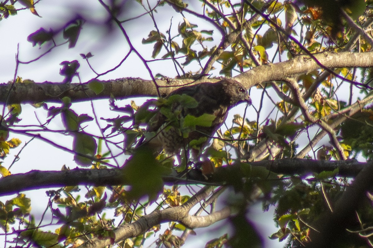 káně širokokřídlá - ML644630423