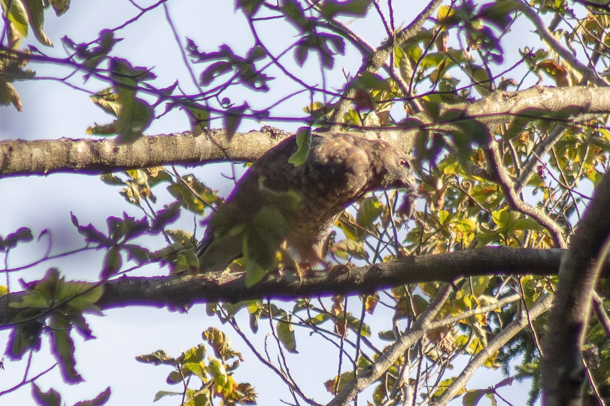 káně širokokřídlá - ML644630424