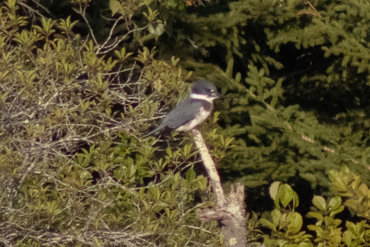 Рибалочка-чубань північний - ML644630426