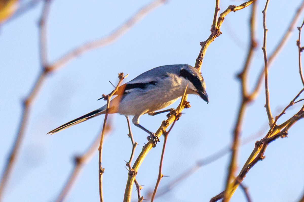 Loggerhead Shrike - ML644630428