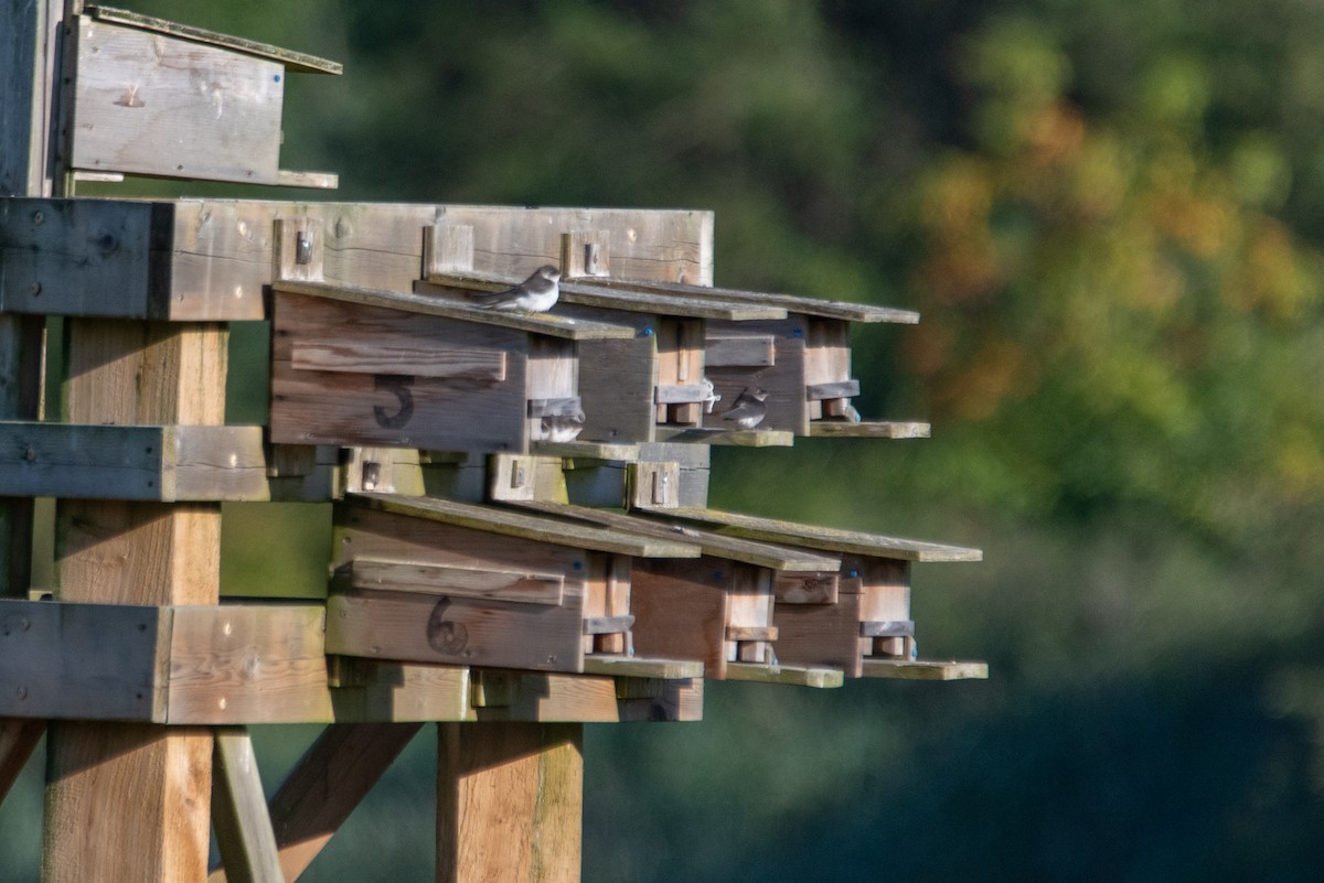 Violet-green Swallow - ML644630430