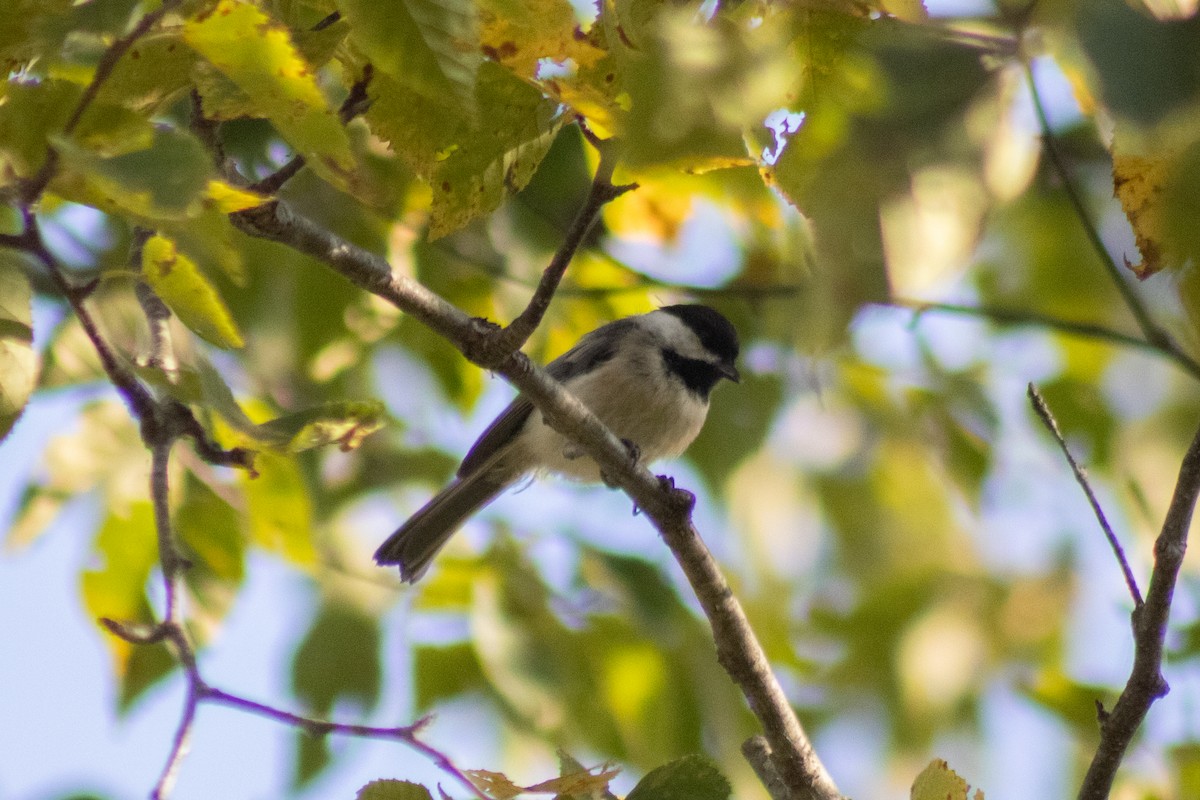 Гаїчка світлокрила - ML644630432