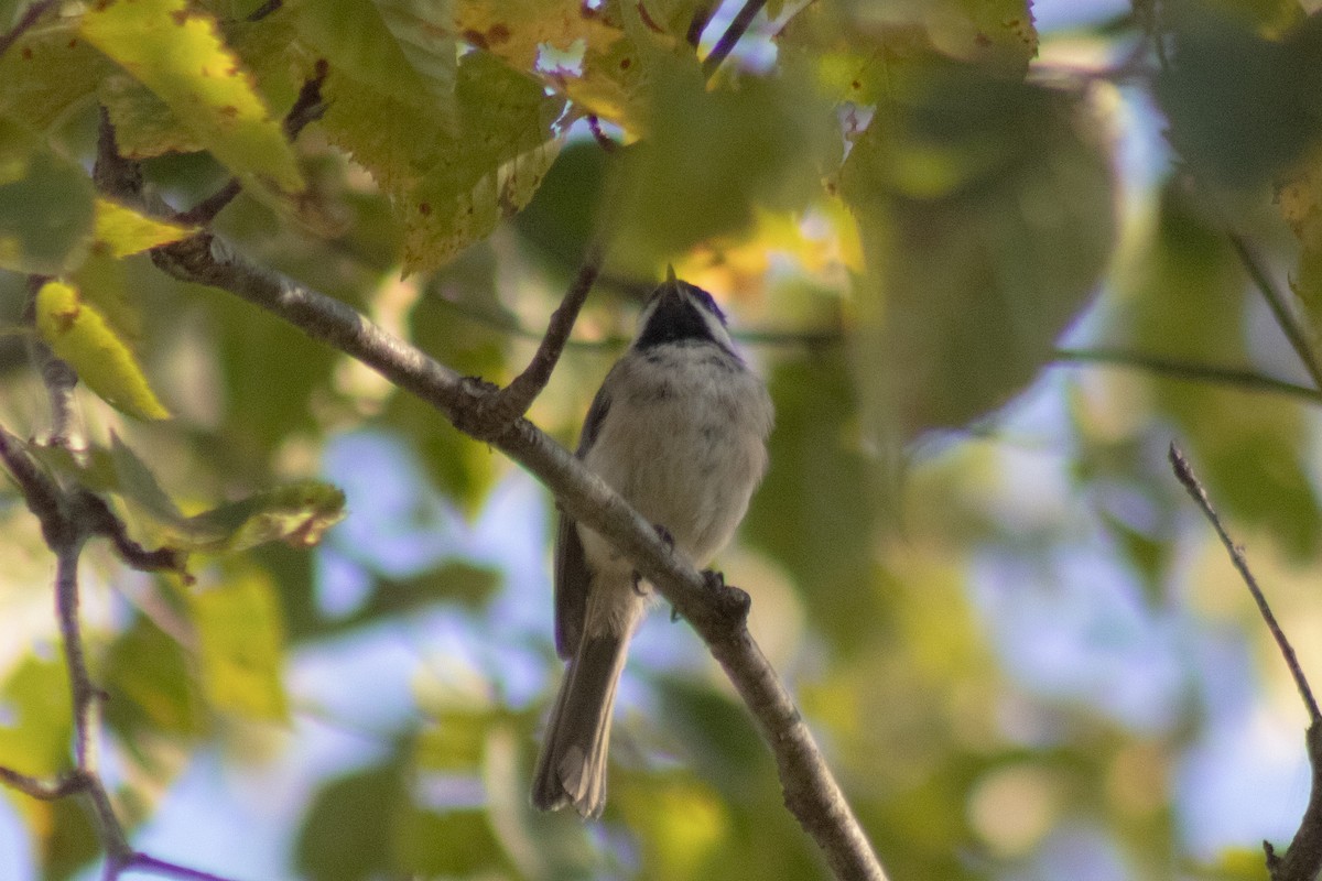 Гаїчка світлокрила - ML644630433