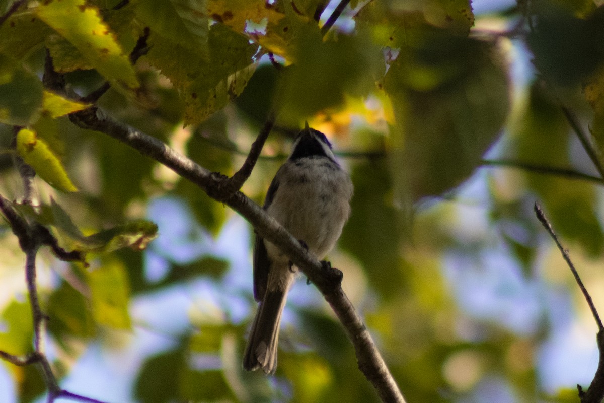 Гаїчка світлокрила - ML644630434