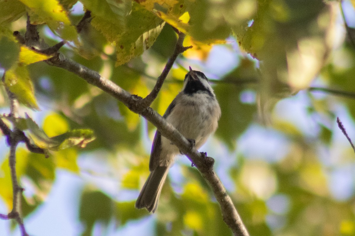 Гаїчка світлокрила - ML644630435