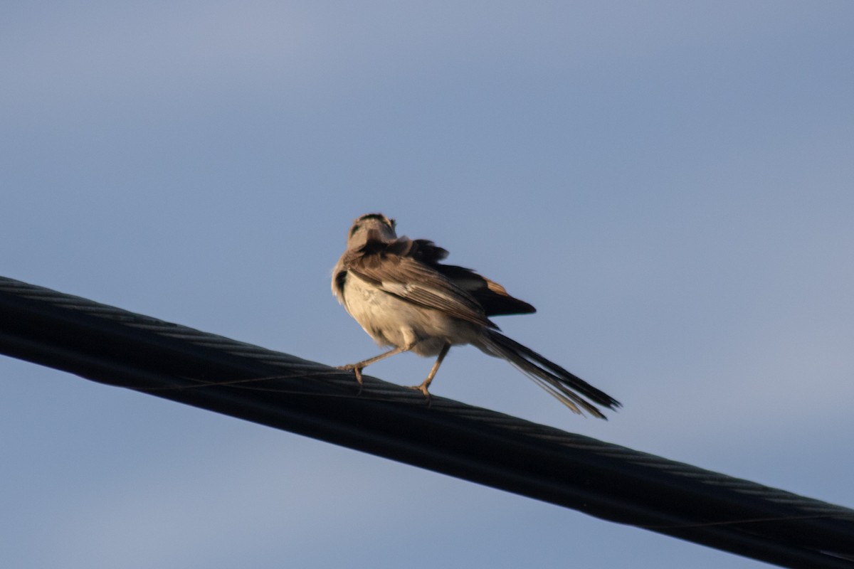 Northern Mockingbird - ML644630439