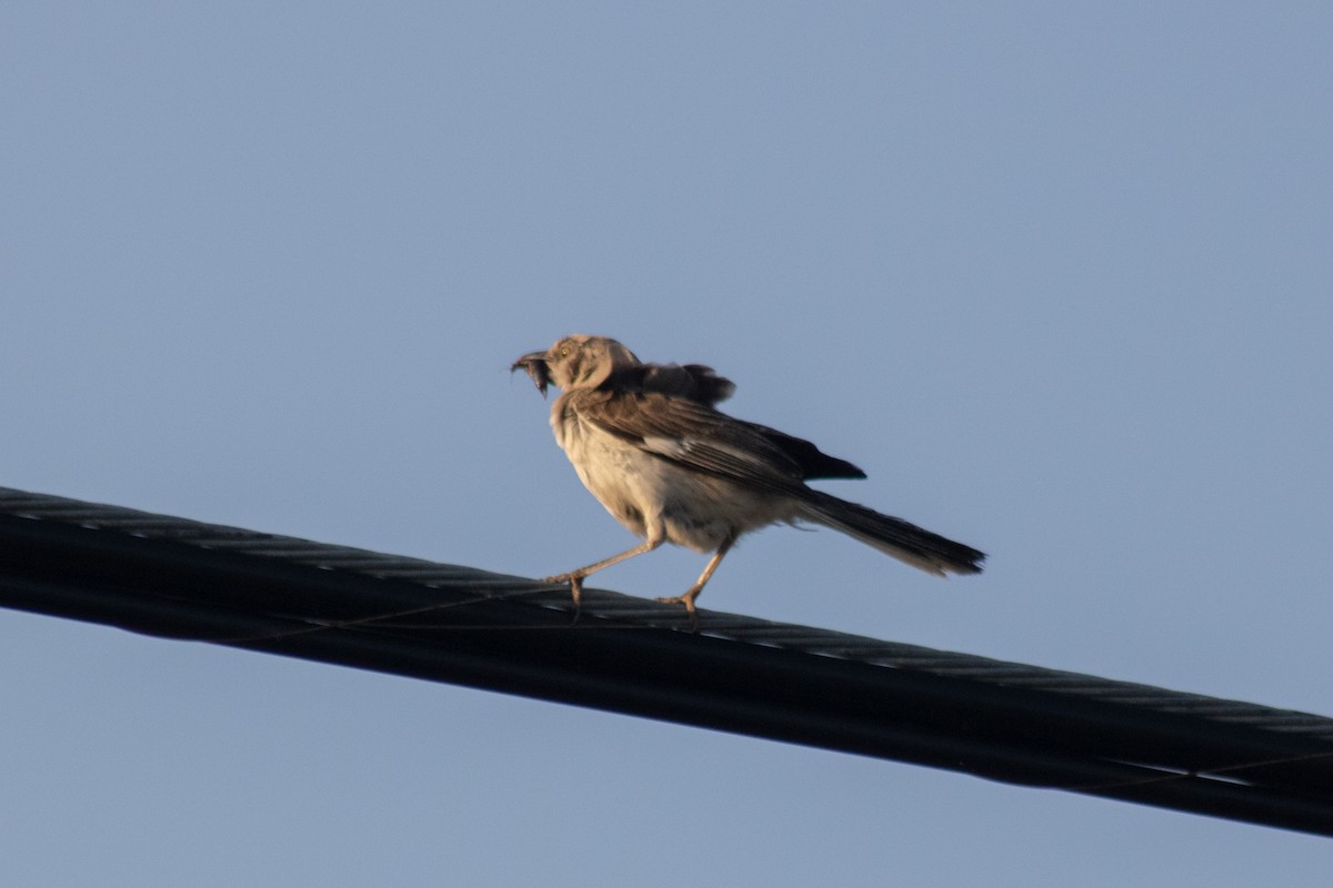 Northern Mockingbird - ML644630440