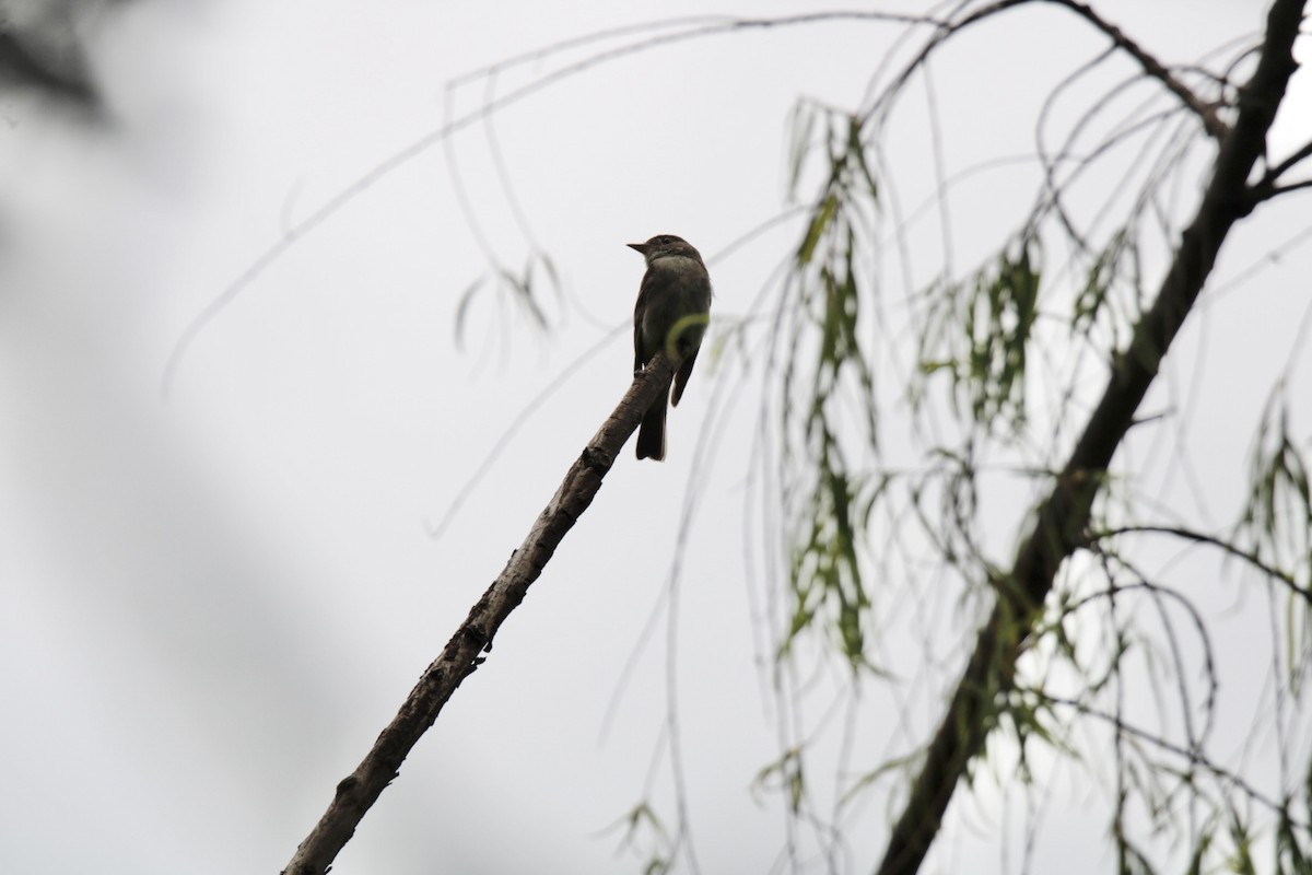 Olive-sided Flycatcher - ML644630441
