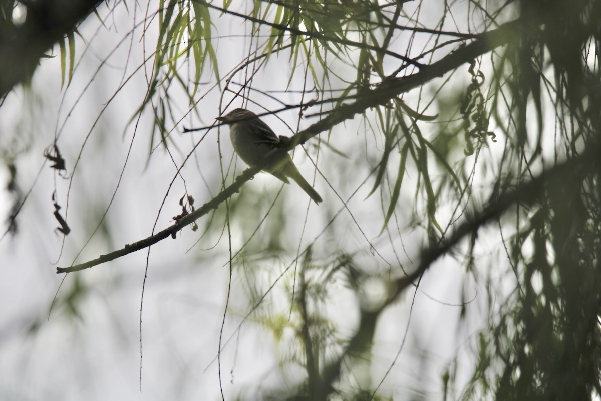 Eastern Wood-Pewee - ML644630442
