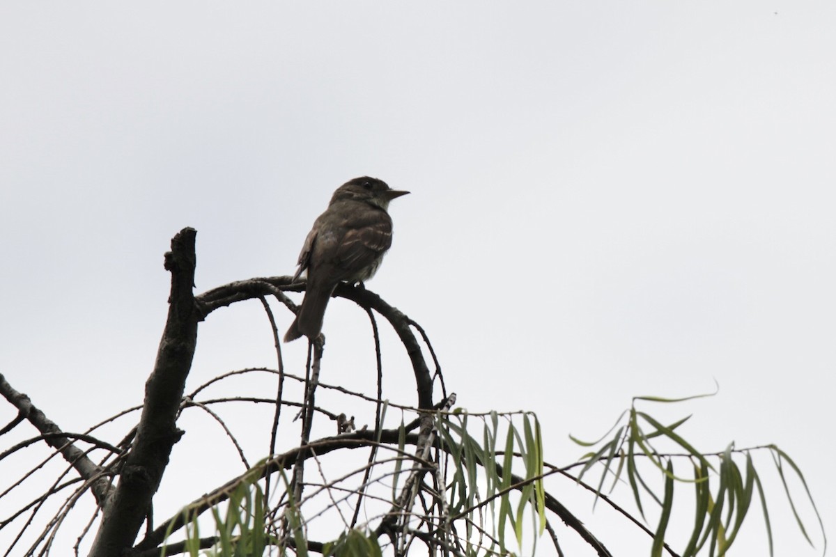 Eastern Wood-Pewee - ML644630443
