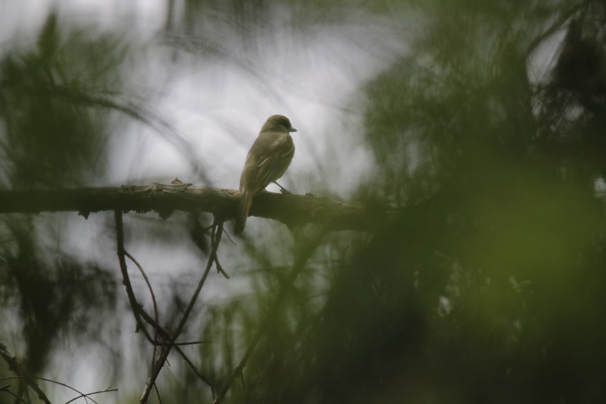 Eastern Wood-Pewee - ML644630444