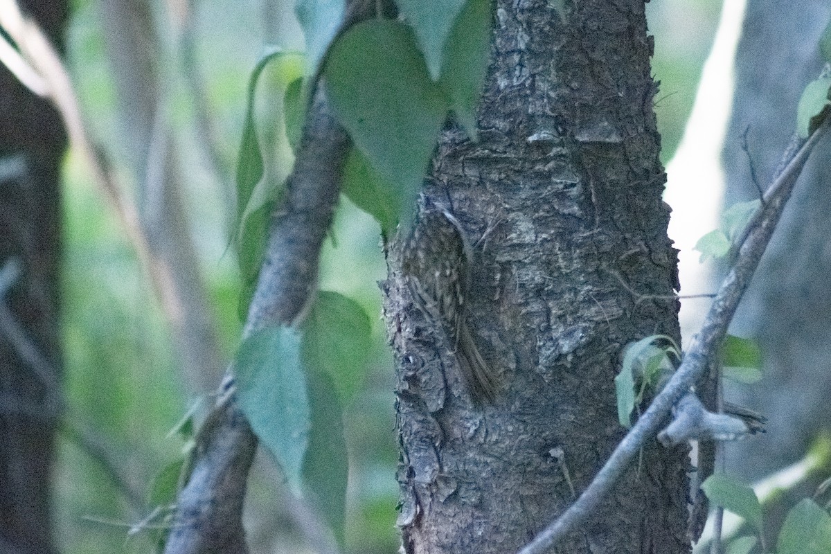 Підкоришник американський - ML644630445