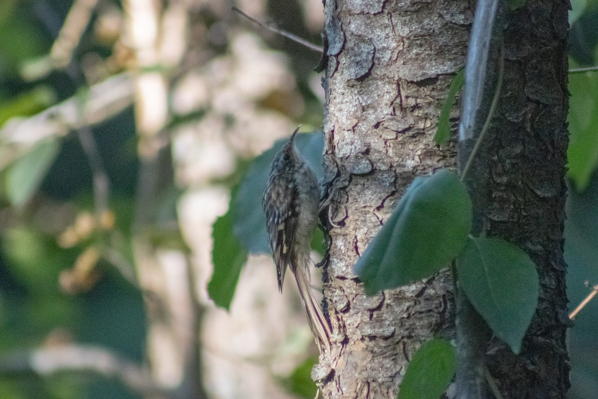 Grimpereau brun - ML644630446