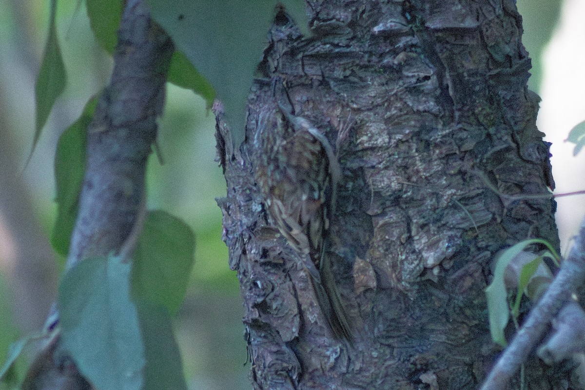 Підкоришник американський - ML644630447