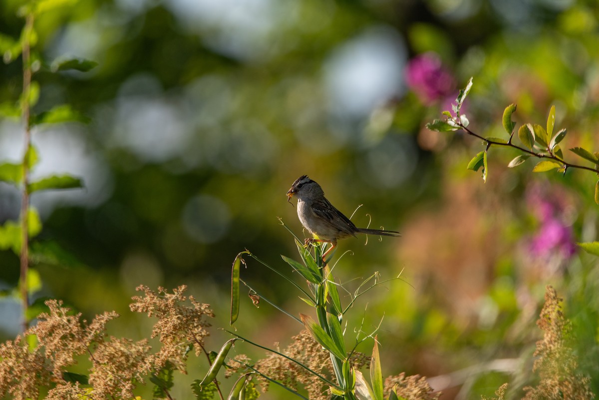 Bruant à couronne blanche (pugetensis) - ML644630448