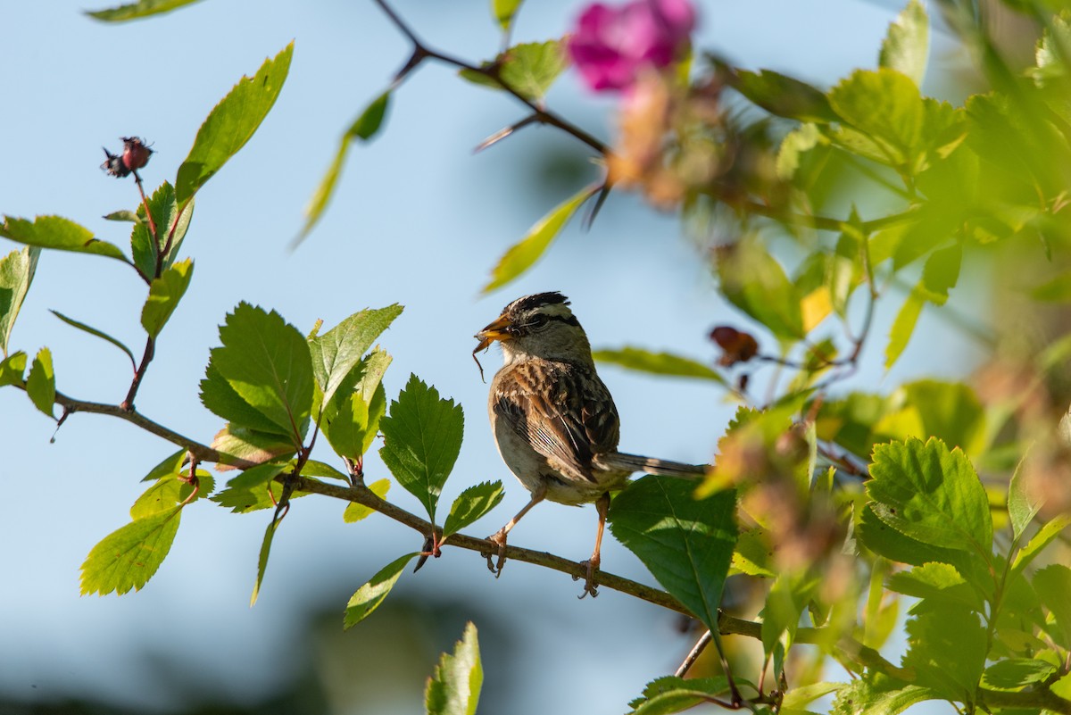 Bruant à couronne blanche (pugetensis) - ML644630449