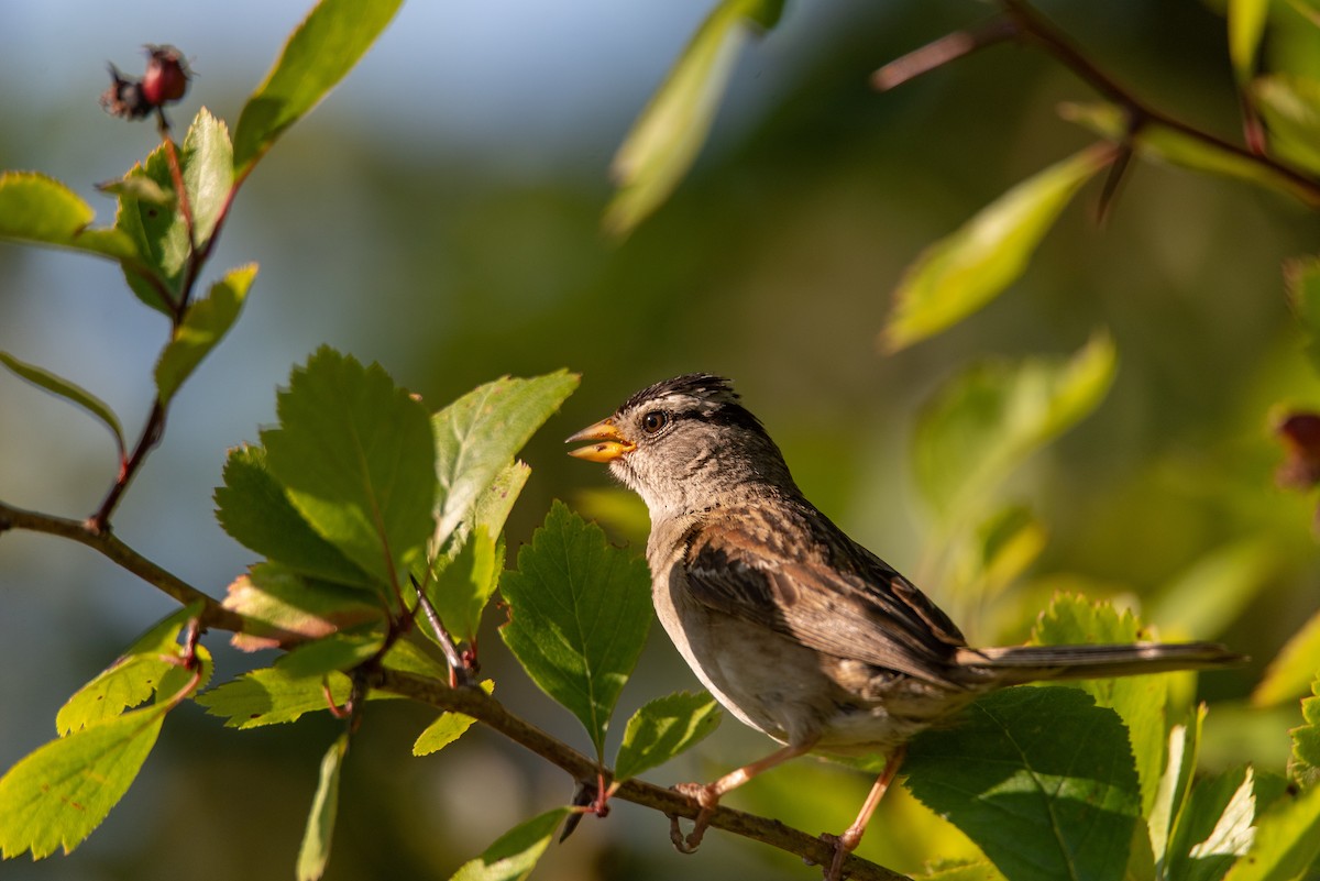 Bruant à couronne blanche (pugetensis) - ML644630450