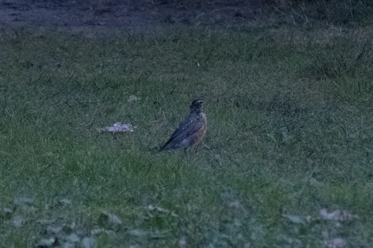 Merle d'Amérique - ML644630452