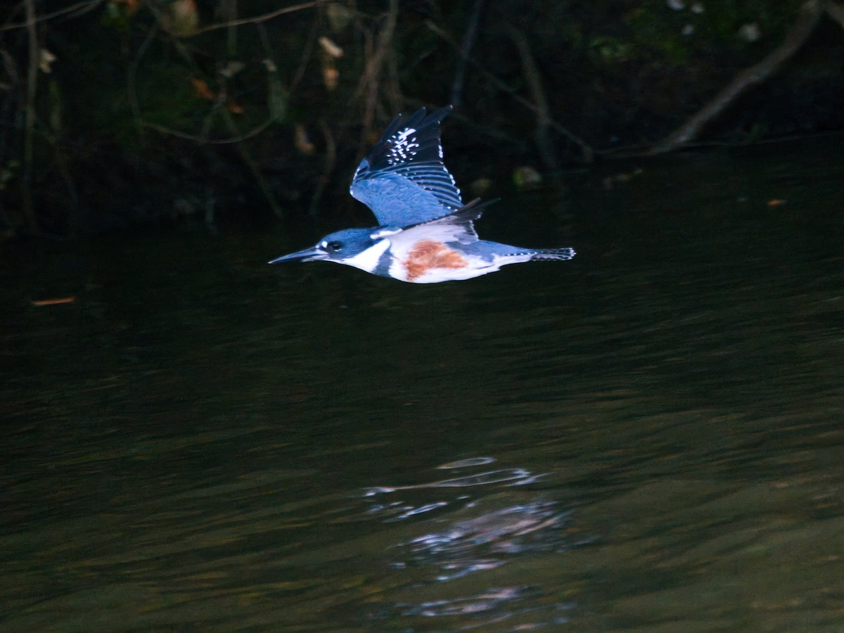 Martin-pêcheur d'Amérique - ML644630456