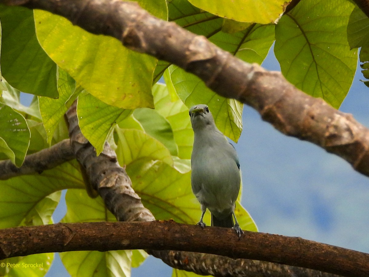 Tangara évêque - ML644630457