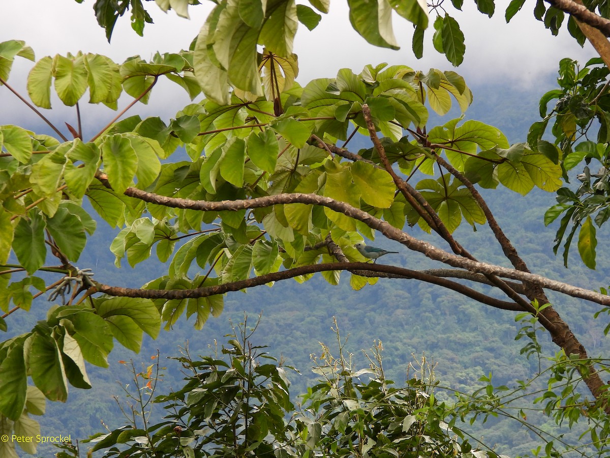 Tangara évêque - ML644630458