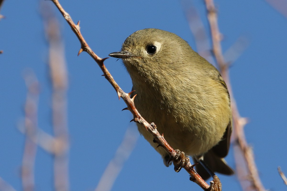 Roitelet à couronne rubis - ML644630459