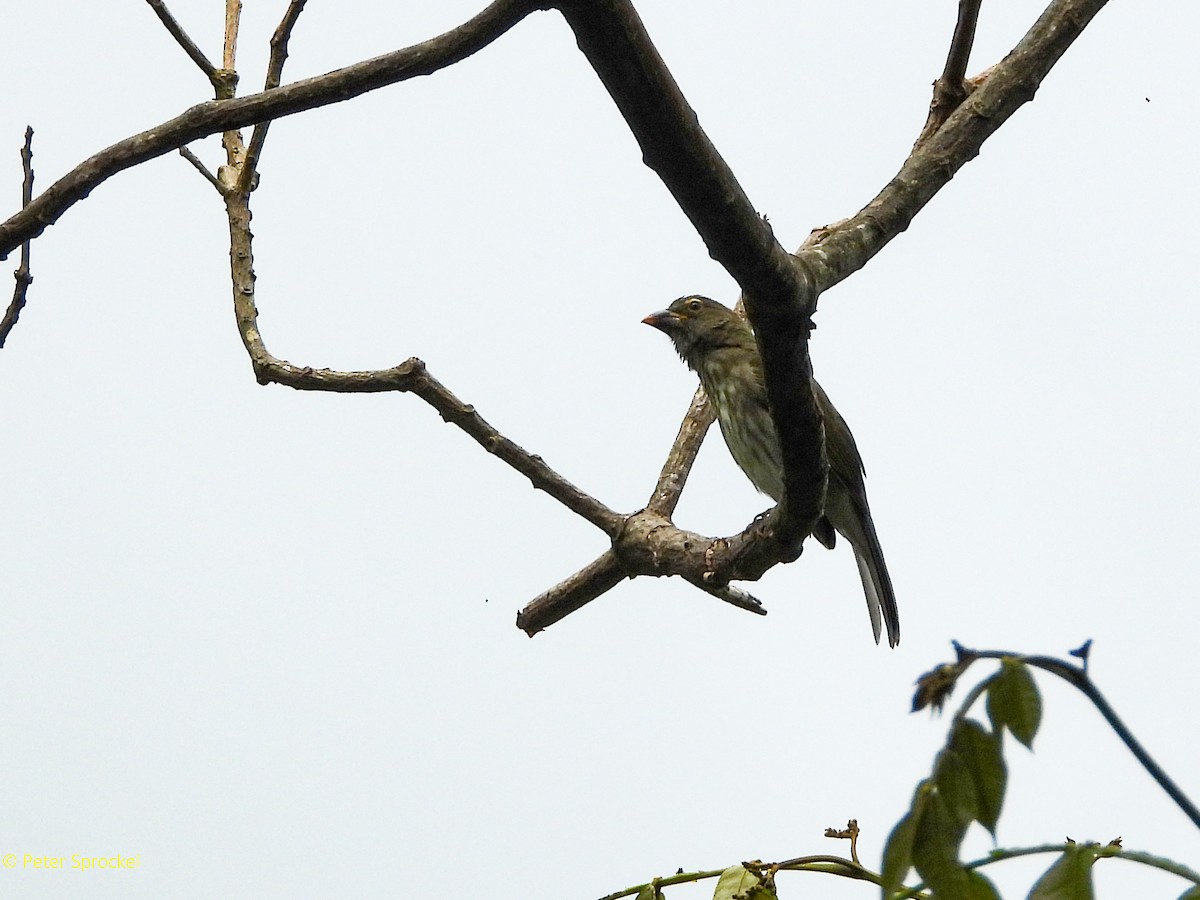 Saltator strié - ML644630461