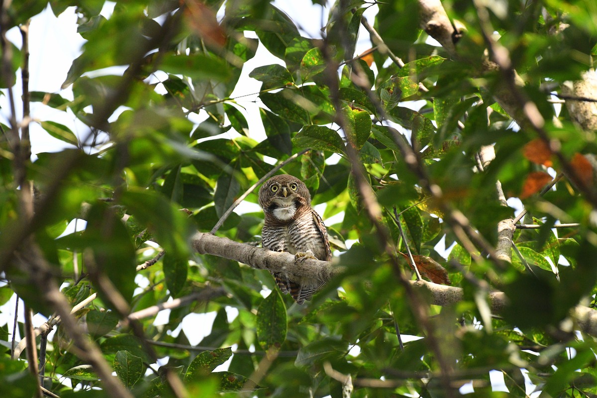 indiaugle - ML644630462