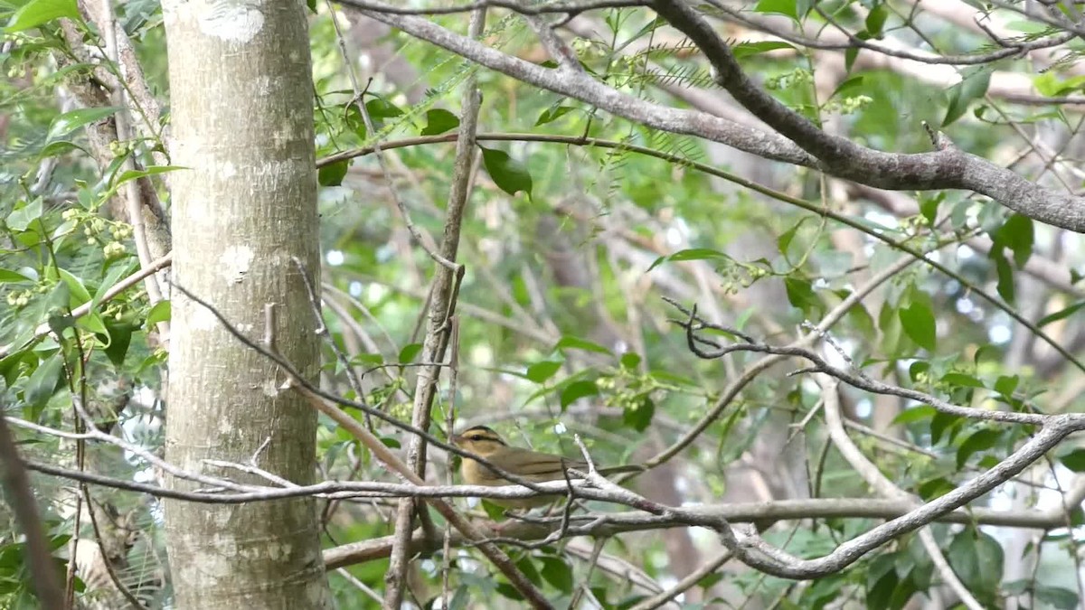 Paruline vermivore - ML644630463