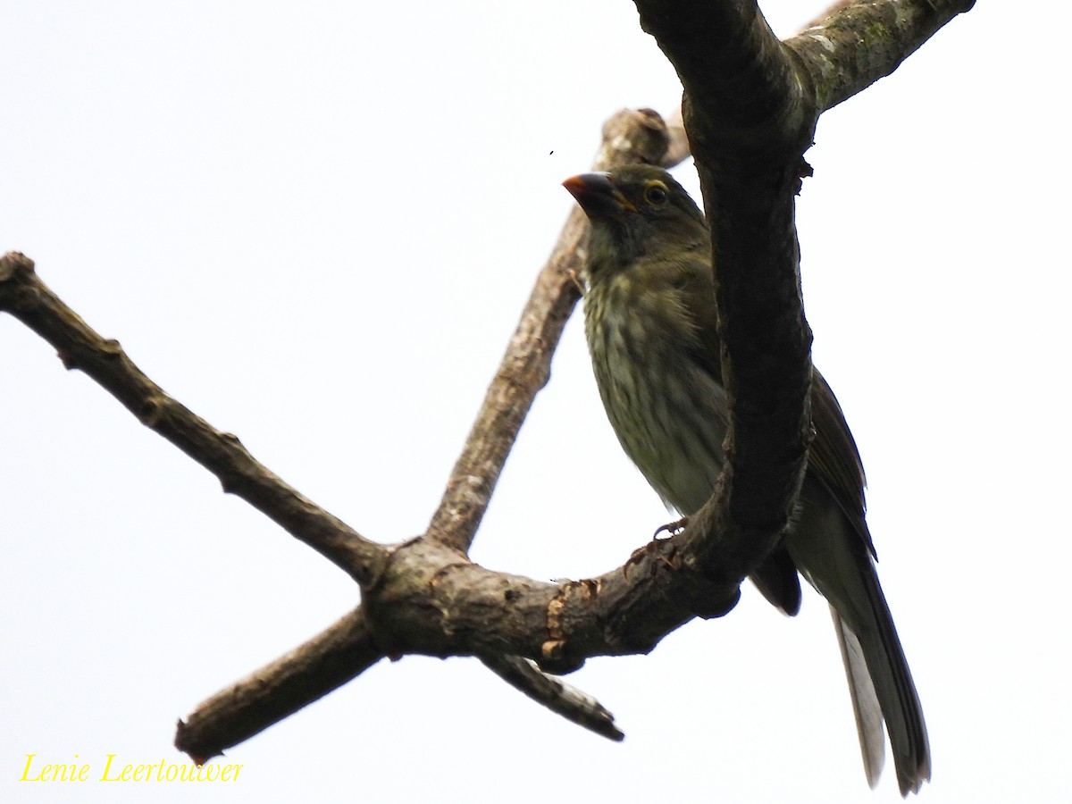 Saltator strié - ML644630465