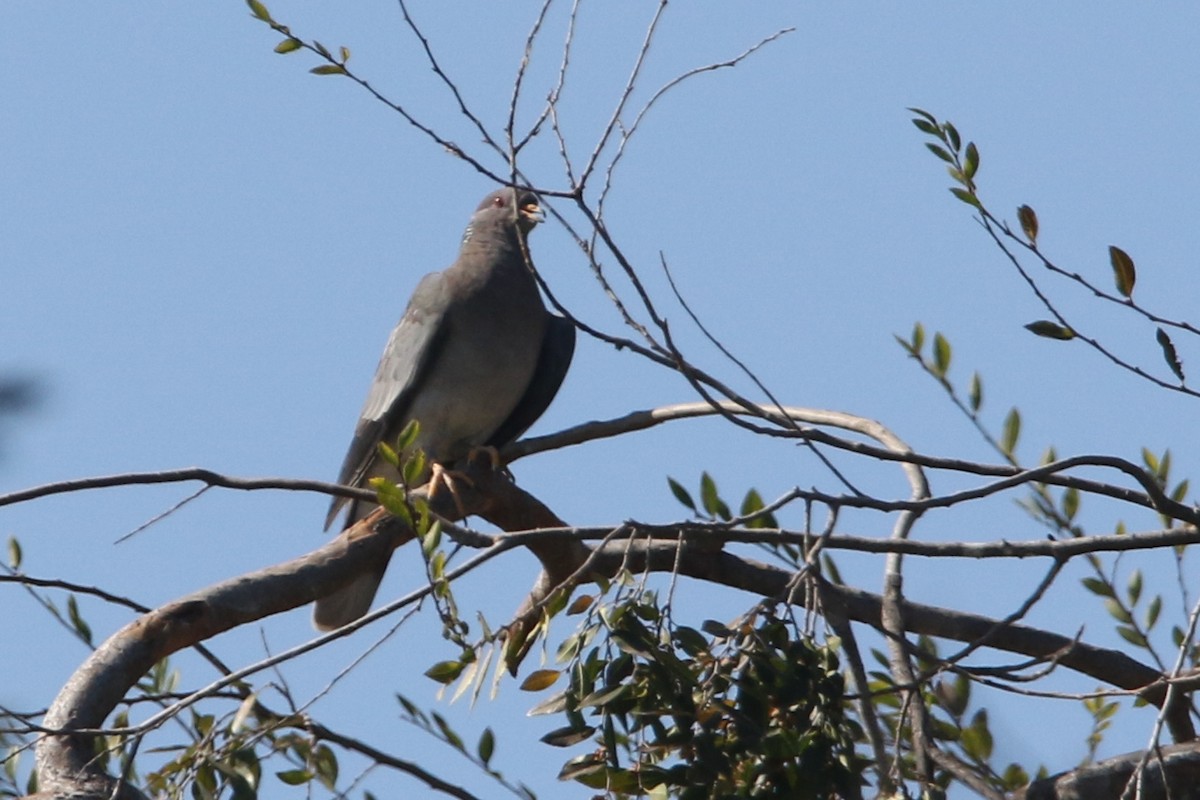 Pigeon à queue barrée - ML644630466