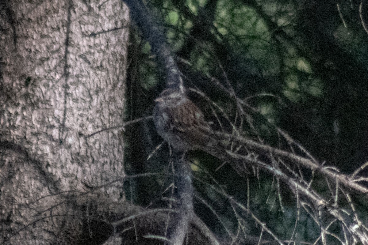 Bruant familier - ML644630467