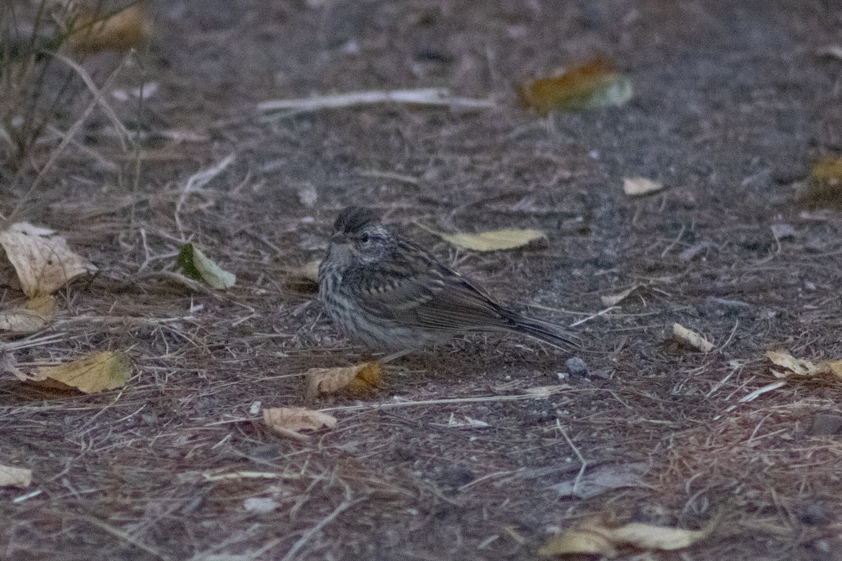 Bruant familier - ML644630468