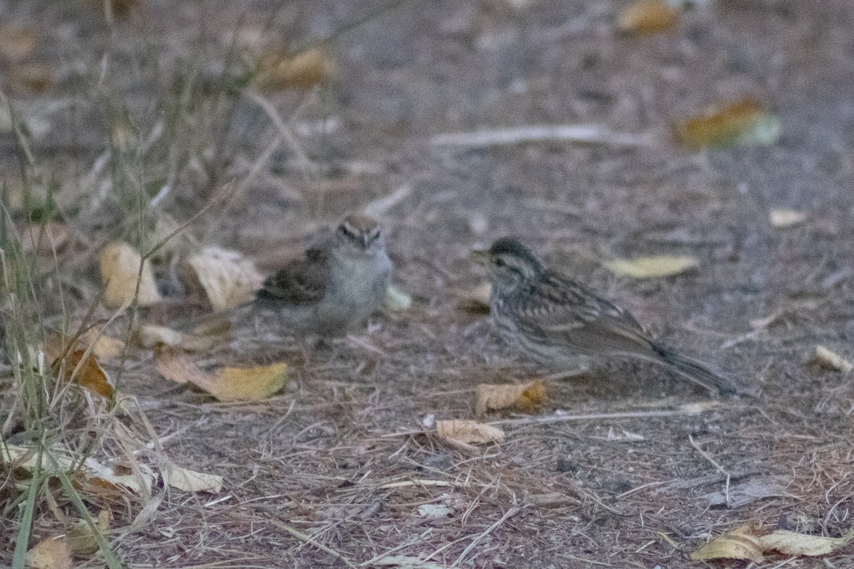 Bruant familier - ML644630469