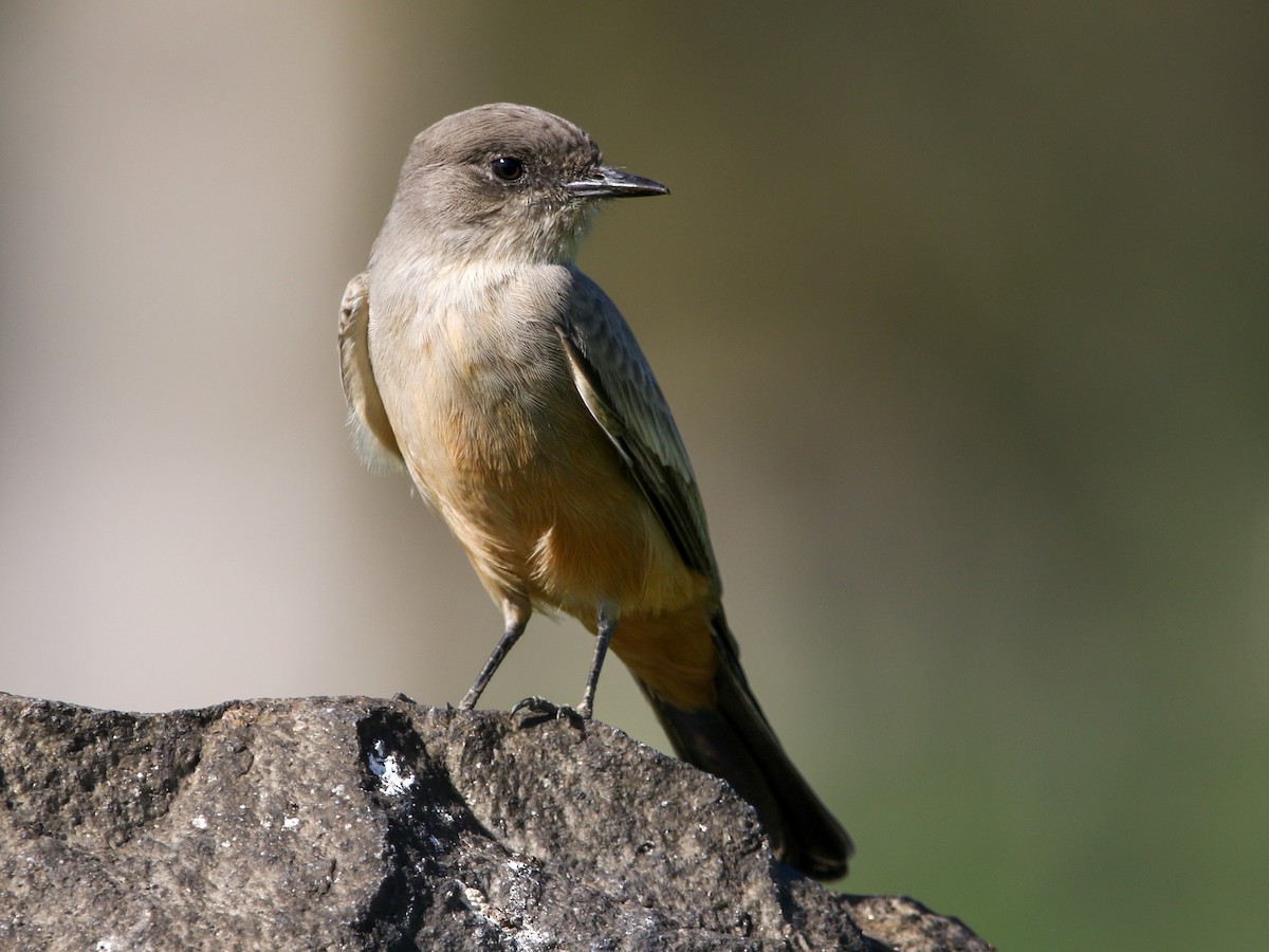 Moucherolle à ventre roux - ML644630470