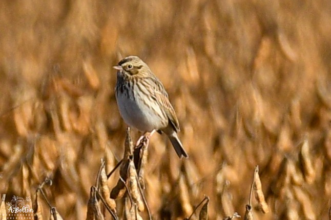 Bruant des prés - ML644630471