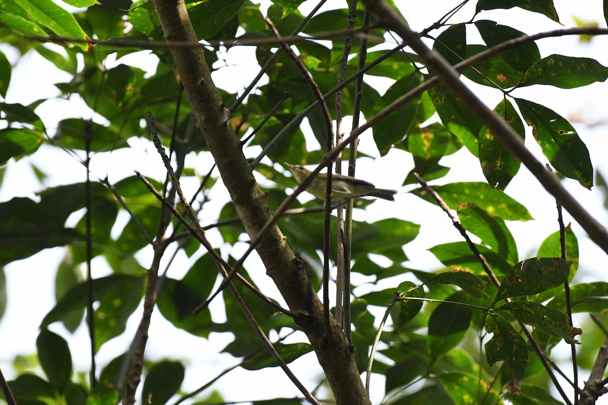 Pouillot du Caucase - ML644630472