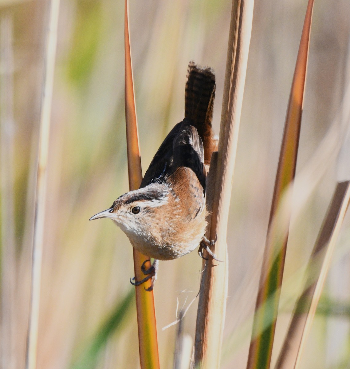 Troglodyte des marais - ML644630474