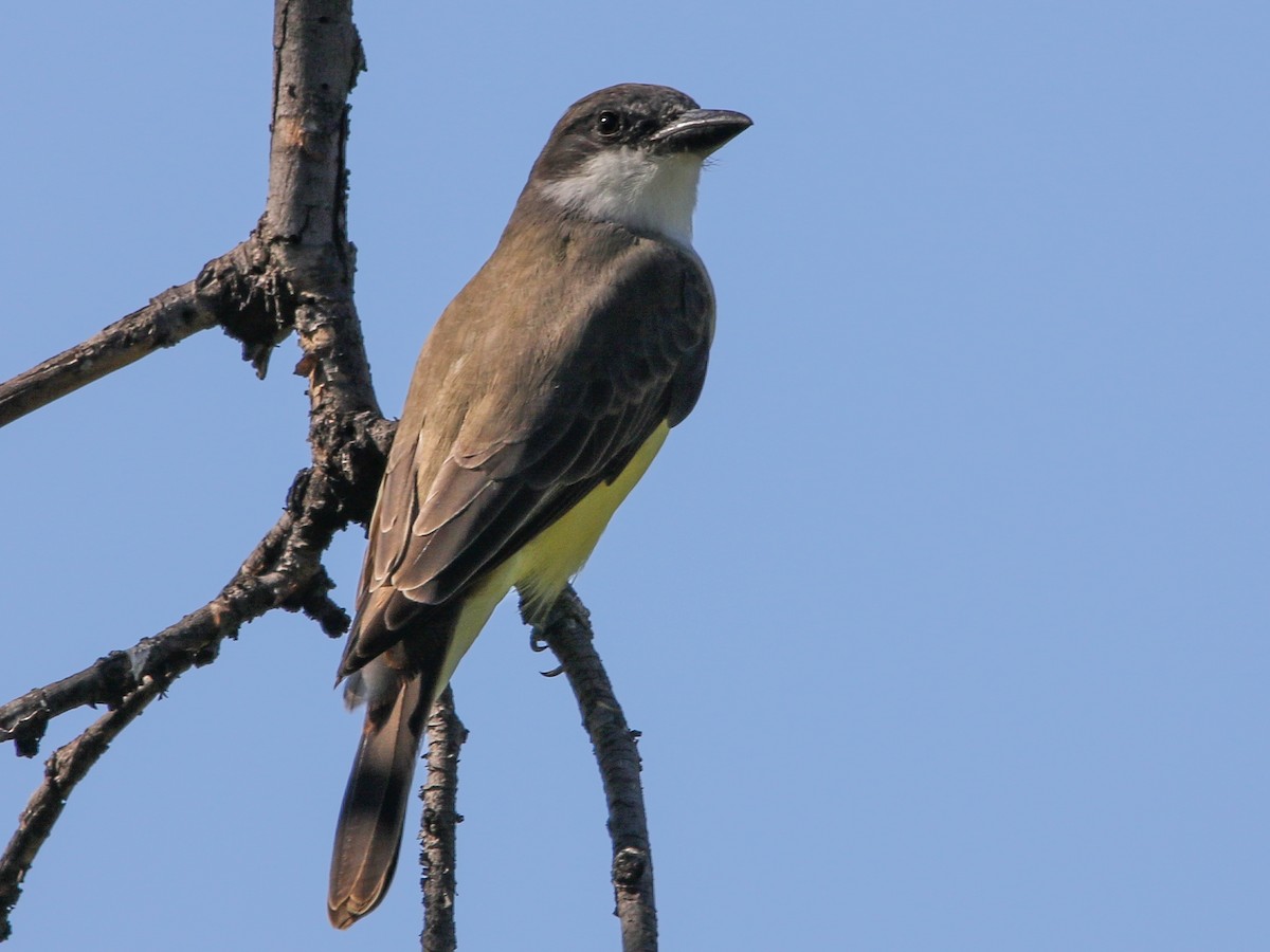 Tyran à bec épais - ML644630477